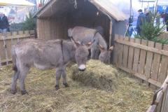 Kerstmarkt_Oud-Beijerland_4